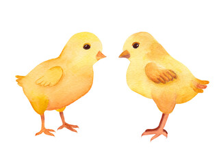 Watercolor illustration of chicks. Cute yellow birds.