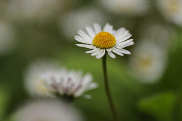 Spring daisies in the grass close up