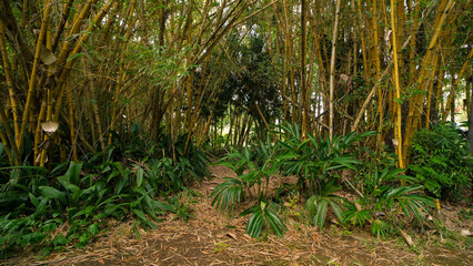 bamboo and plants pathway