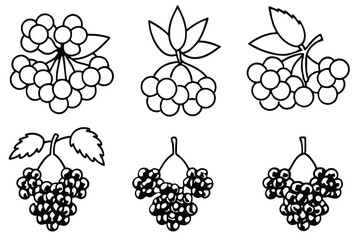 elderberry line art elegant drawing for health benefits