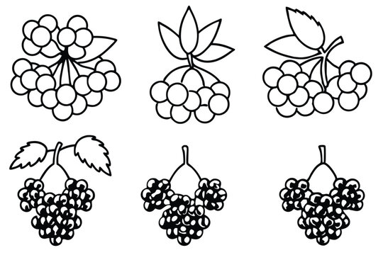 elderberry line art elegant drawing for health benefits