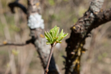 The green lilac buds on the twigs in early spring are preparing to open into young, fresh green leaves. The period of nature renewal. Delicate natural background with green buds