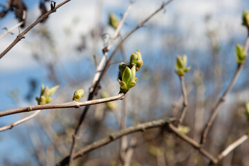 The green lilac buds on the twigs in early spring are preparing to open into young, fresh green...