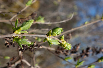 The green lilac buds on the twigs in early spring are preparing to open into young, fresh green leaves. The period of nature renewal. Delicate natural background with green buds