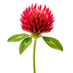 red clover flower with green leaves isolated on transparent background, detailed botanical close-up perfect for natural design