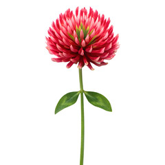 red clover flower with green leaves isolated on transparent background, detailed botanical close-up perfect for natural design