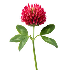 red clover flower with green leaves isolated on transparent background, detailed botanical close-up perfect for natural design