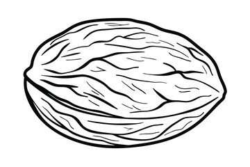Walnut In Shell Black And White Illustration Simple Outline Style Single Object Healthy Snack Creative Vector Art