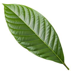 Single green tropical leaf isolated on transparent background, detailed botanical texture perfect for natural, organic, and eco-friendly design themes

