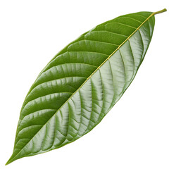 Single green tropical leaf isolated on transparent background, detailed botanical texture perfect for natural, organic, and eco-friendly design themes

