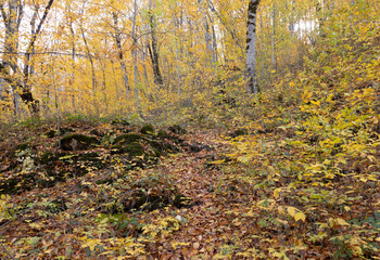 an autumn sunny day, a natural landscape, a walk through the forest park with an overview of the area