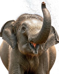 An elephant raising its trunk and spraying water