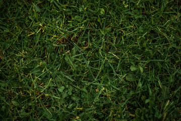girl, child, kid, little girl, autumn, fall, portrait, outdoor, warm clothes, cozy, cute, adorable, nature, childhood, happy, lifestyle, countryside, rural, forest, park, seasonal, golden hour, warm l
