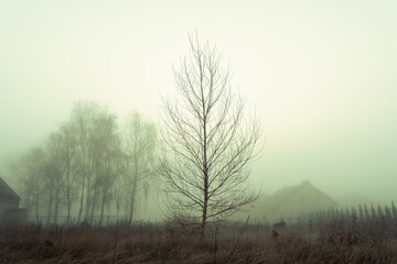 Młode drzewo w zimowej mgle o poranku © Kacper