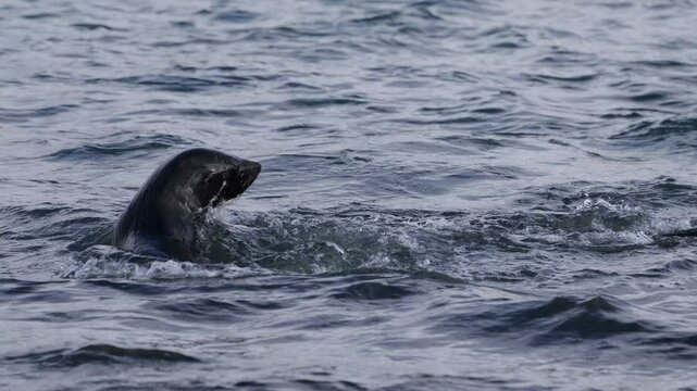 4k video. Fur seal playing in the water. Antarctica, South Pole