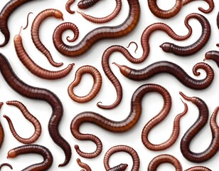 Fototapeta premium Close-up of Many Brown Millipedes on White Background