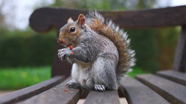 A close up of a squirrel nibbling food on a wooden bench in a park. Greenery and blurred foliage form the background, with visible eating motions.