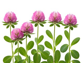 Obraz premium Pink Clover Flowers on White Background