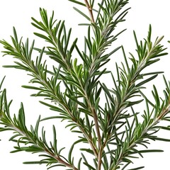 Fototapeta premium Fresh Rosemary Sprigs