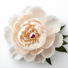 Blush Pink Peony Bloom