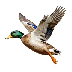 Obraz premium Mallard Duck in Flight