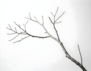 Bare Branch on White Background