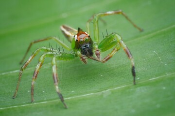This is a vibrant green jumping spider with reddish-orange markings on its head and legs. Its large front eyes give it excellent vision for hunting, 12 april 2025 Indonesia