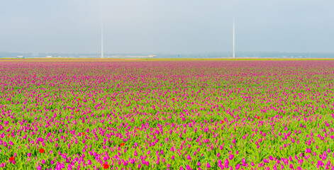 Colorful flowers growing in an agricultural field, Almere, Flevoland, The Netherlands, April 11, 2025
