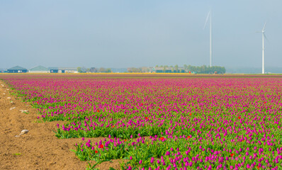 Colorful flowers growing in an agricultural field, Almere, Flevoland, The Netherlands, April 11,...