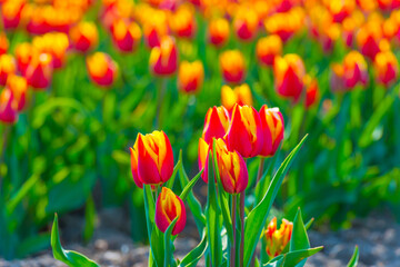 Colorful flowers growing in an agricultural field, Almere, Flevoland, The Netherlands, April 11,...