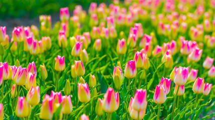 Colorful flowers growing in an agricultural field, Almere, Flevoland, The Netherlands, April 11, 2025