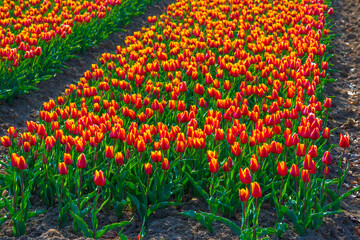 Colorful flowers growing in an agricultural field, Almere, Flevoland, The Netherlands, April 11,...