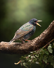 Starling