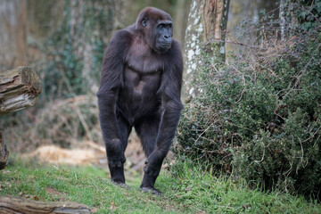 Gorille