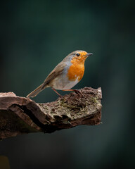 Redbreast