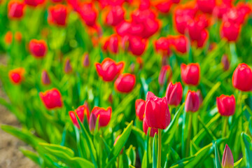 Colorful flowers growing in an agricultural field, Almere, Flevoland, The Netherlands, April 11,...