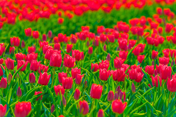 Naklejka premium Colorful flowers growing in an agricultural field, Almere, Flevoland, The Netherlands, April 11, 2025