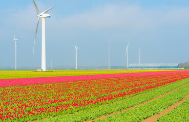 Colorful flowers growing in an agricultural field, Almere, Flevoland, The Netherlands, April 11, 2025