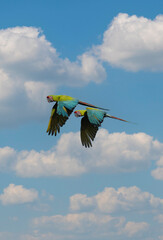 Green Macaw © ashkan