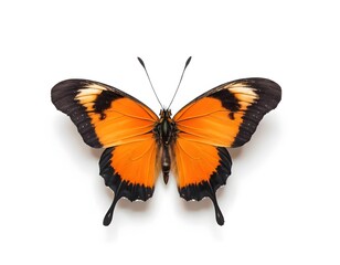 Fototapeta premium Orange and Black Butterfly on White Background