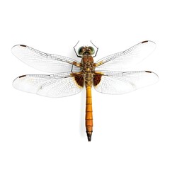 Dragonfly Isolated on White Background