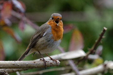 L'ami du jardinier: le rouge-gorge