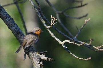 Rouge-gorge dans les branches 