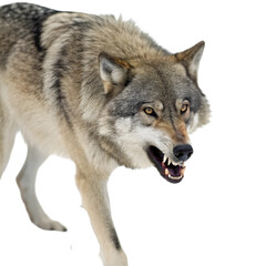 Obraz premium Scary wolf isolated on transparent background