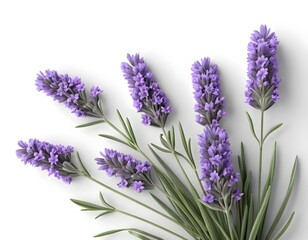 Fototapeta premium Lavender Sprigs on White Background