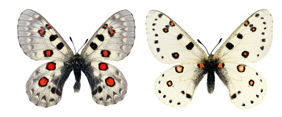 Displaying their elegant wings, two white butterflies Parnassius tiancshanicus and apollonius showcase vibrant red spots, highlighting their unique beauty 