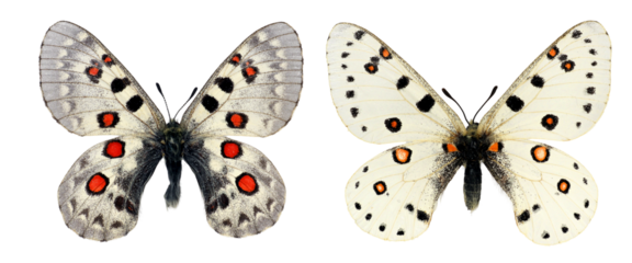 Displaying their elegant wings, two white butterflies Parnassius tiancshanicus and apollonius showcase vibrant red spots, highlighting their unique beauty 