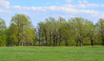 Lush green trees in a park on a sunny day with blue sky