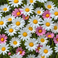 Dew-Kissed Daisies