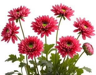 Bouquet of Pink Chrysanthemums